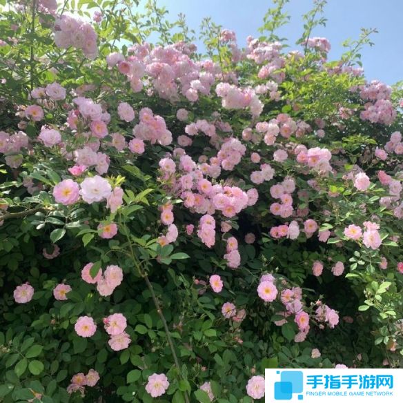 《英雄联盟》不矫情的网名大全4