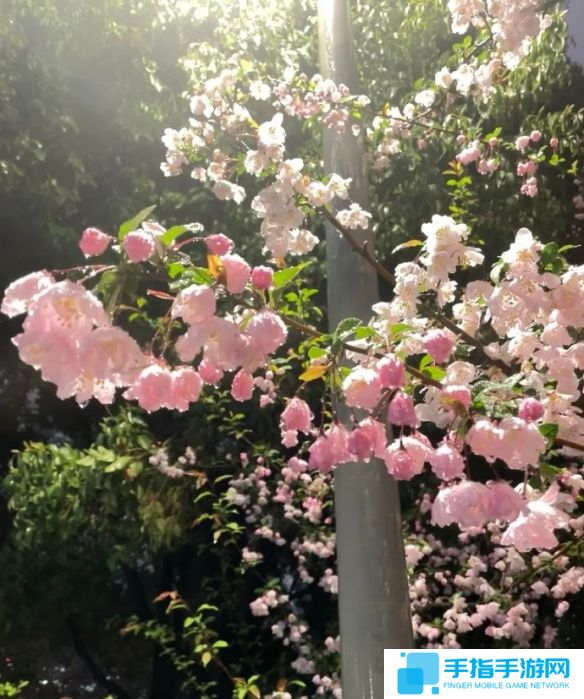 《英雄联盟》不矫情的网名大全10