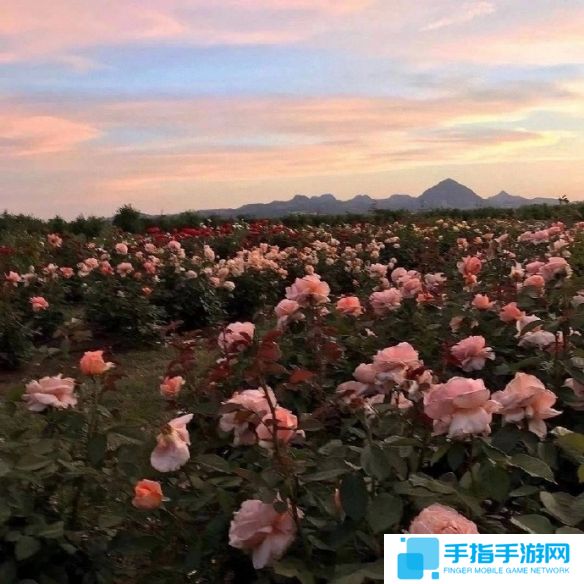 《英雄联盟》不矫情的网名大全11